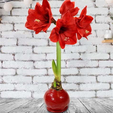 Cottage Farms Direct - Houseplants - Giant Red Waxed Amaryllis