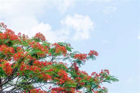 Free Photo | Royal poinciana tree