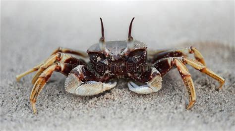 Black Ghost Crab on the Beach, Two Big Eyes To See the Danger, Two ...