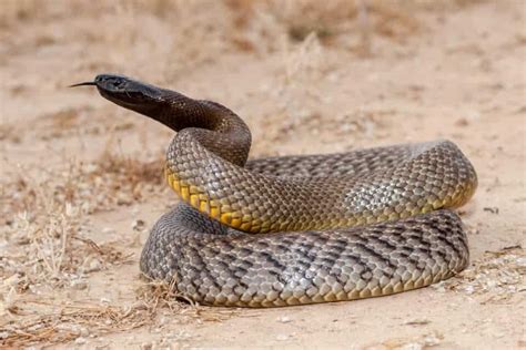 Understanding The Inland Taipan Bite - Animals Around The Globe