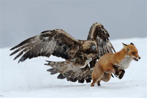 eagle vs fox © Stefan Huwiler | Birds | Pinterest