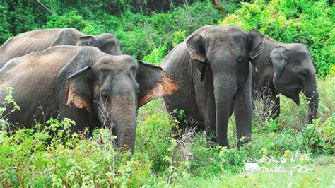 Top 3 parks for Sri Lanka elephant safari