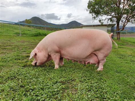 PIGS | RARE BREEDS TRUST OF AUSTRALIA | TidyHQ