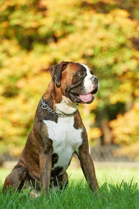 Popular Boxer Dog Names For Your Male Or Female | Boxer dogs, Boxer dog ...