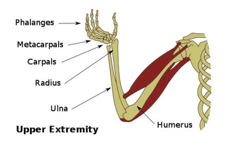 Radius Bone Diagram