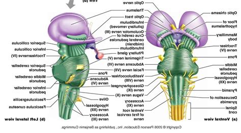 Brain Stem Anatomy - Anatomy Body Gallery | Brain anatomy and function ...