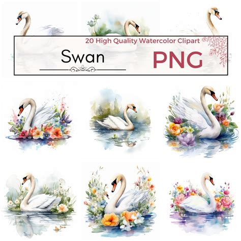 20 Watercolor Swan Clipart PNG Baby Swan Bird Nursery - Etsy