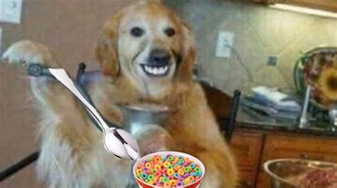 Perros comiendo cereales con cuchara (editz) | Memes Amino • Español Amino