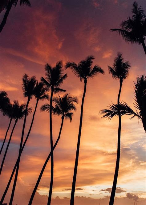 palm trees against a gorgeous sunset sky >> Beach Pink, Pink Sunset ...