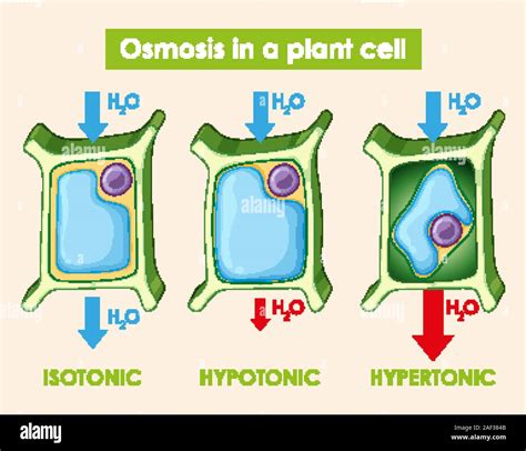 Diagram showing osmosis in plant cell illustration Stock Vector Image & Art - Alamy