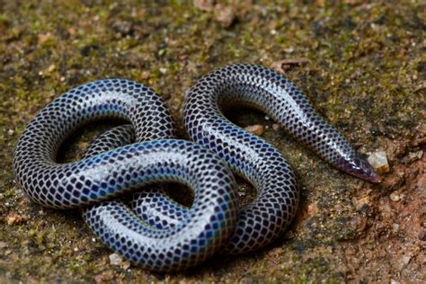 Wild Herps - Cuvier's Earth Snake (Rhinophis philippinus)