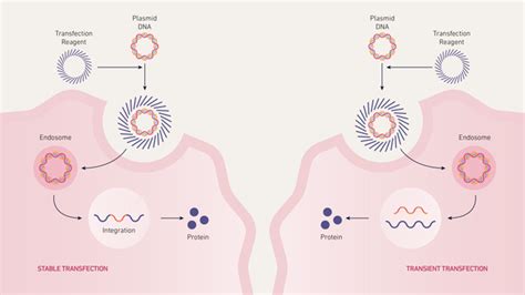 An Introduction to Transfection, Transfection Protocol and Applications ...