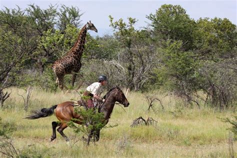 Beautiful horse riding | South africa travel, Safari vacation, Africa