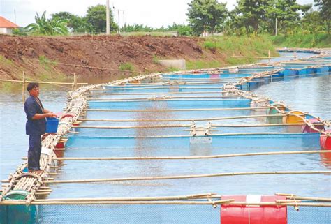 How to Start Polyculture Fish Farming In India: Composite Fish Culture ...