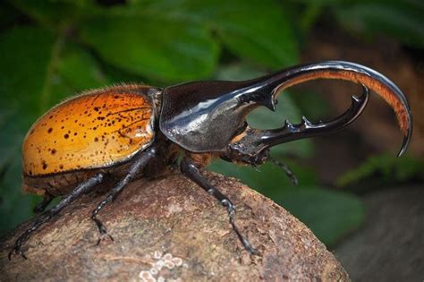 24 best Beetle horns images on Pinterest | Beetles, Antlers and Horn