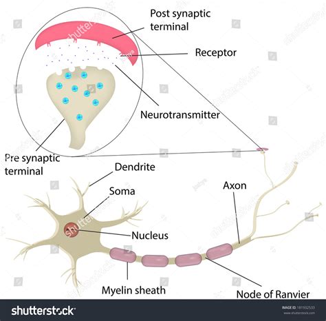 Neuron Synapse Labeled Diagram Stock Illustration 181932533 - Shutterstock