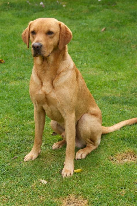 Free photo: Dark Yellow Labrador Retriever Lying on the Sea Shore ...