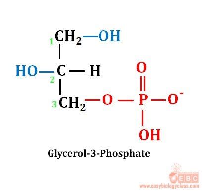 easybiologyclass, Glycerol 3 phosphate the back bone of all glycerolipids