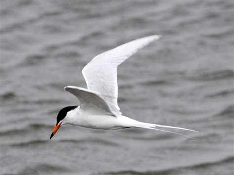 Tern identification: Common and Forster’s Terns » BirdQuiz.net