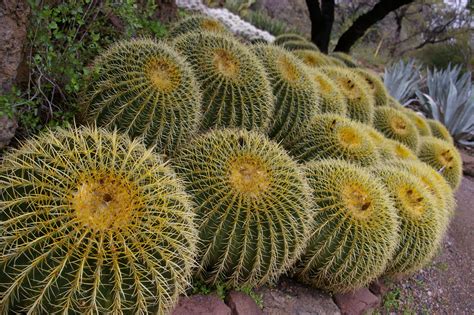 Desert Plants | Sonoran Desert plant community | Desert plants, Desert landscaping, Plants