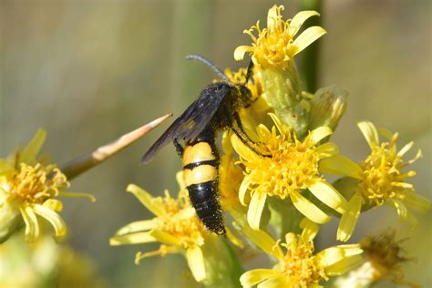 Scoliidae - Galerie et clés de détermination