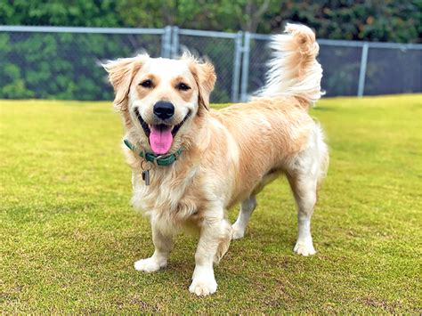 Golden Retriever Corgi Mix: The Stubby-Legged Mixed Breed