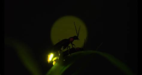 Video Shot of Fireflies Glowing. Stock Footage Video (100% Royalty-free ...