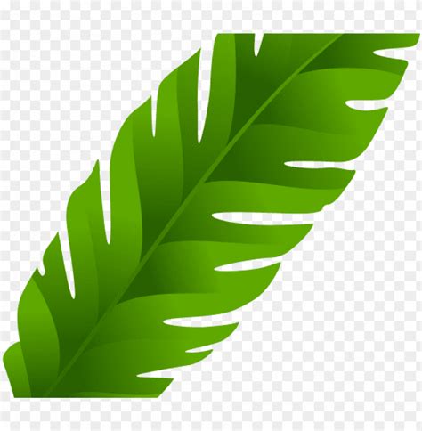 Leaf Clipart Coconut Tree - Banana Leaves Clip Art PNG Transparent With ...