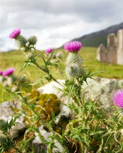 Clan Campbell: A Fascinating History and Proud Scottish Heritage