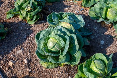 How to Grow Cabbage From Seed (Best Tips & Tricks)