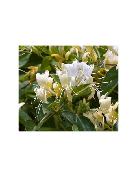 Sale of Lonicera Caprifolium Plant - Climbing Plant | Mondo Piante