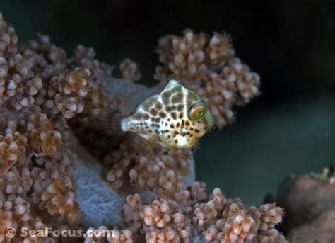 Filefish – image gallery | marine species information | diving photos ...