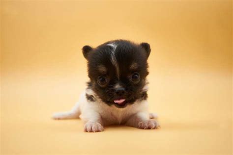 What Should You Know Before Adopting a Teacup Chihuahua?