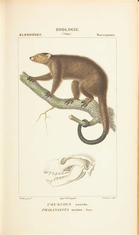 BibliOdyssey: Zoological Atlas