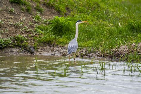 Birds in Danube Delta, Romania Stock Photo - Image of birds, water ...