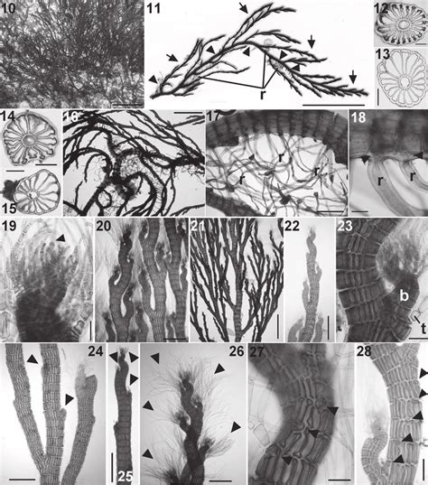 Polysiphonia tripinnata. Vegetative morphology. (10) Turf from ...