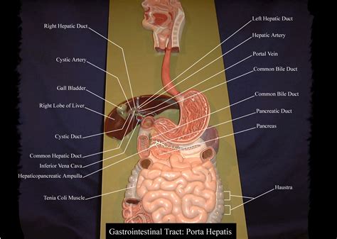 Digestive System Model Labeled