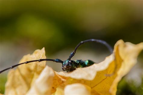 Musk Beetle Free Stock Photo - Public Domain Pictures