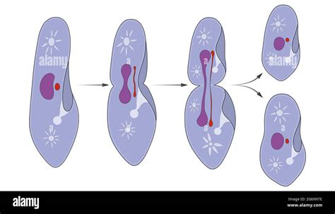 La reproducción de paramecium es asexual, por fisión binaria Fotografía ...