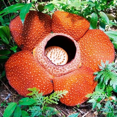 World's largest flower ‘‘Rafflesia’’ blooms in Indonesia! | Curious Times