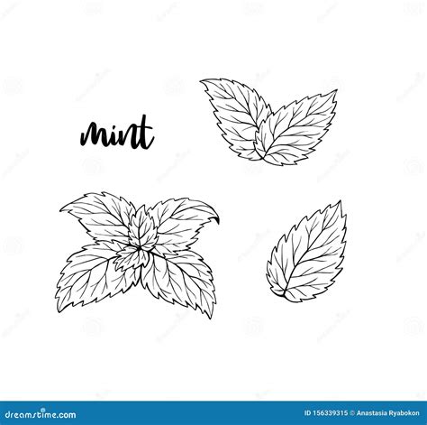 Mint Leaves Drawing Easy : Mint Leaf Spices Drawing Herbs Getdrawings ...