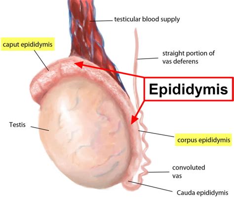 Epididymitis - Epididymitis Orchitis Causes, Symptoms, Cure & Treatment