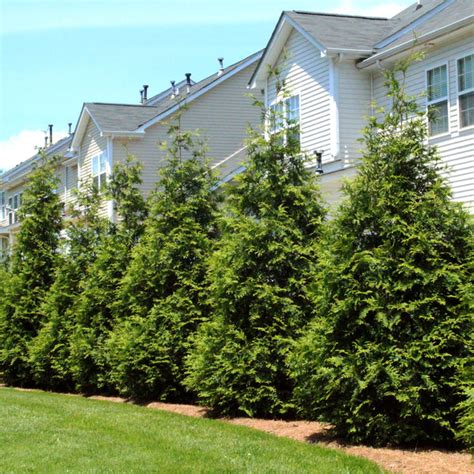 Thuja Green Giant Arborvitae Evergreens for Sale | BrighterBlooms.com