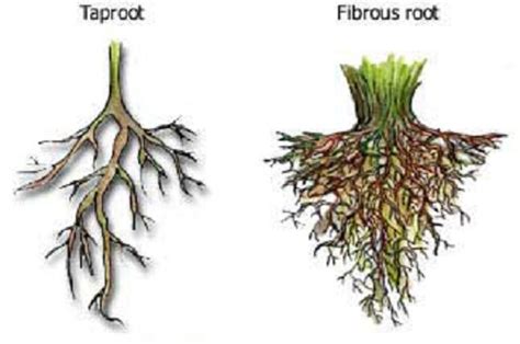 Fibrous Root Vs Taproot