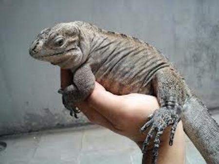 Rhinoceros Iguana - Click Here To See It