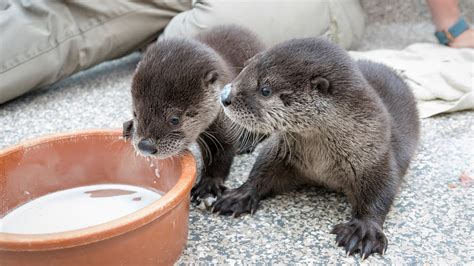 Baby River Otters Playing