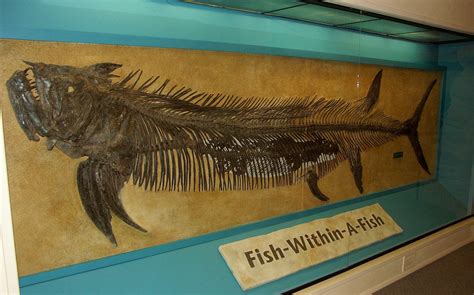 The Evolution Of Fish - FossilEra.com