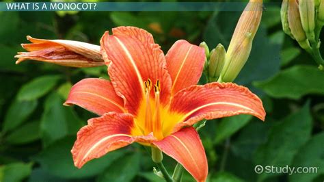 Monocot: Definition, Function & Examples - Video & Lesson Transcript | Study.com