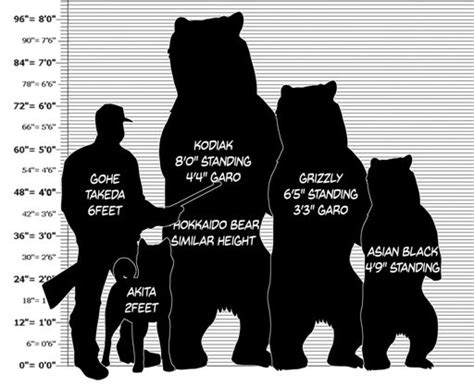 Bear size chart | Silver Fang Legend Amino