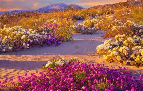 Spectacular 'Super Bloom' Is Just Days Away In This California Desert | HuffPost